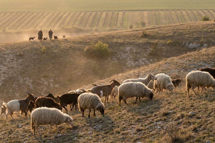 Stádo 120 oviec a kôz spása stepné trávniky Děvína — pasienkové hospodárenie ako nástroj ochrany biodiverzity