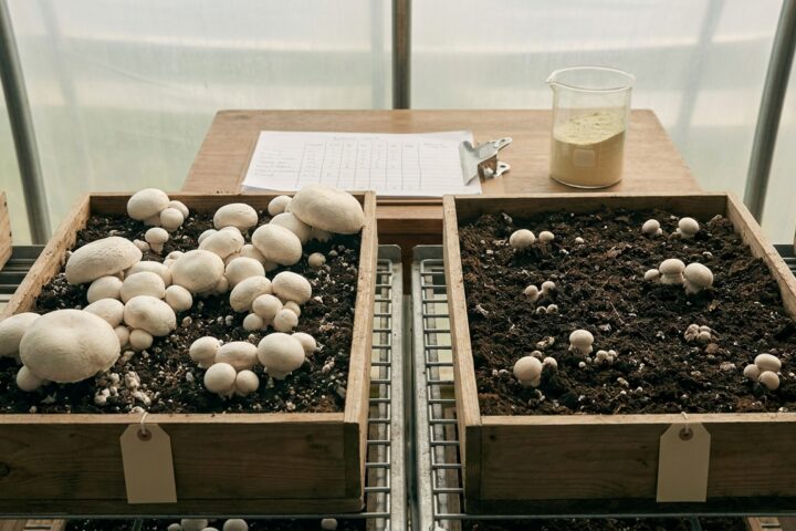 Lupinová múčka prekonáva tradičné doplnky pri pestovaní šampiňónu (Agaricus bisporus) — výnos 240,77 kg/t kompostu