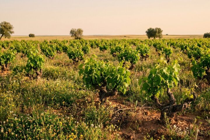 Španielska vinica: po 20 rokoch s porastom medzi radmi má pôda dvakrát viac organickej hmoty